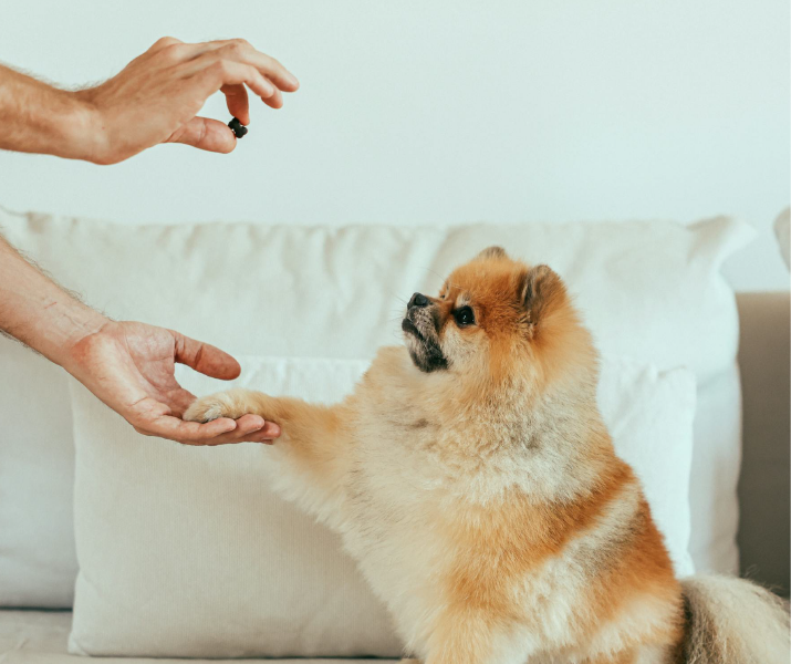 metodos para entrenar cachorros